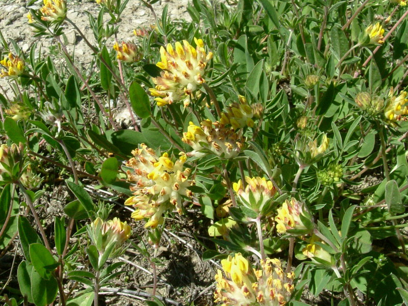 Anthyllis vulneraria